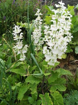 Salbei "Muskateller Salbei" Farbe Weiß