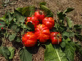 Fülltomate "Paprikaförmige"