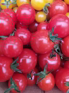 Cocktailtomate "Mexikanische Honigtomate"