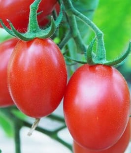 Cocktailtomate "Baselbieter Röteli"