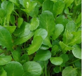 Lauch-Hellerkraut (Wildpflanze)