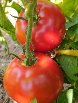 Fleischtomate "Rutgers"