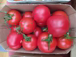 Mittlere Tomate "Moneymaker"