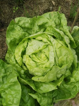Kopfsalat "Wunder von Stuttgart"