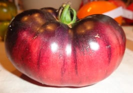 Fleischtomate "Blue Beauty"