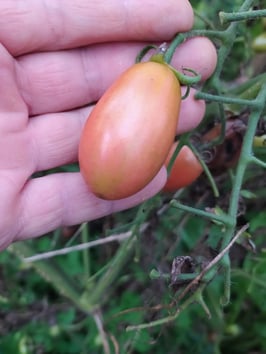 Eiertomate "Pink Thai"