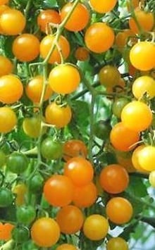 Johannisbeertomate Gelbe