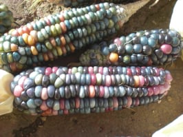 Mais "Glasperlenmais"