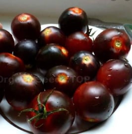 Cocktailtomate "Dancing with Smurfs"