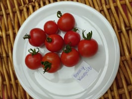 Cocktailtomate "Vesennij Mieurinskij"