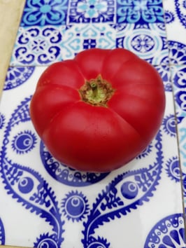 Tomate "Lice Diyabakir" alt