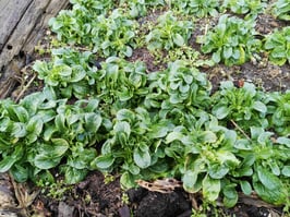 Feldsalat "Bonner Markt"