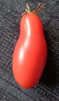 Flaschentomate "Himmelsstürmer"