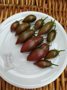 Eiertomate "Purple Smaragd"