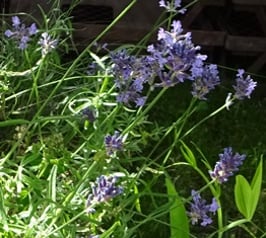 Lavendel, lilablühender