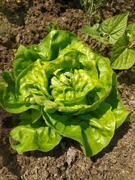 Winterkopfsalat "Mombacher Winter"