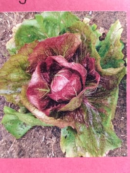 Radicchio "Rouge de Verone"