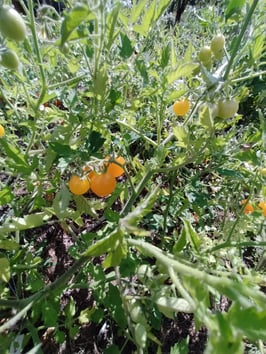 Cocktailtomate "Golden Currant"