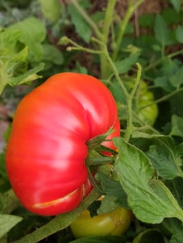 Fleischtomate "Heinz 1350"