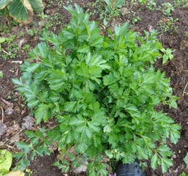 Schnittsellerie "Roter Stiel"