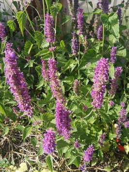 Anis-Agastache alt