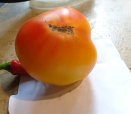 Fleischtomate "Big Rainbow"