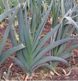 Lauch "Bleu de Liege"