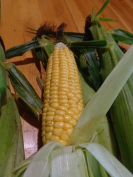 Zuckermais "Ashworth"