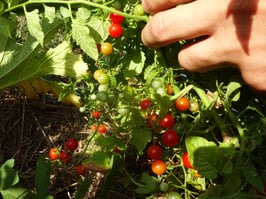 Johannisbeertomate rot "Sweat pea"