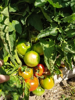 Fleischtomate "Tres Cantos"