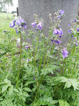 Jakobsleiter, weiss und blau
