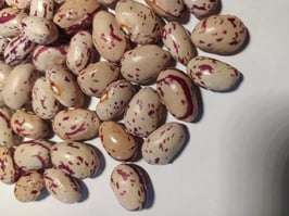 Stangen-Bohne "Spatzeneier" (Möscheeier)