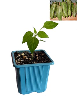 Plant de piment Jalapeño Potato Farmers Market - Précommande Vague 4