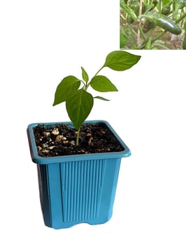 Plant de piment Jalapeño Early - Précommande Vague 4