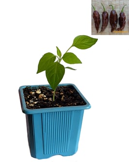 Plant de piment Bhut Jolokia Chocolat - Précommande Vague 6