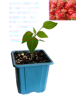 Plant de piment Scotch Bonnet Rouge - Précommande Vague 3