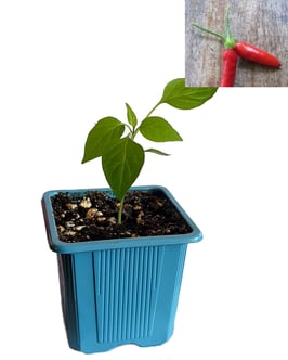 Plant de piment Tabasco - Précommande Vague 3