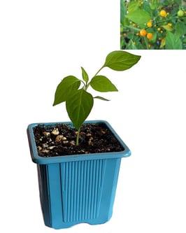 Plant de piment Aji Charapita - Précommande Vague 4