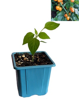 Plant de piment Aji Dulce Amarillo - Précommande Vague 5
