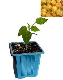 Plant de piment Carolina Reaper jaune - Précommande Vague 5