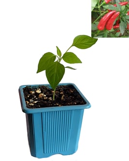 Plant de piment Sichuan Long Facing Heaven - Précommande vague 4