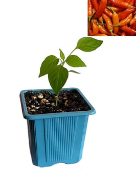Plant de piment Aji Cristal - Précommande Vague 5