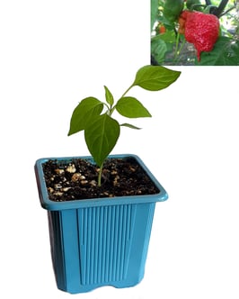 Plant de piment Carolina Reaper - Précommande Vague 5