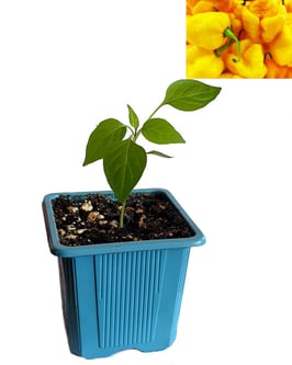 Plant de piment Trinidad 7 Pot Brain Strain jaune - Précommande Vague 5