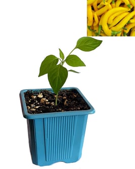 Plant de Piment de Cayenne Golden - Précommande Vague 5