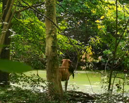 Wassertraining Spezial - Dummy/Jagd