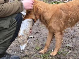 Arbeiten mit Wild für Junghunde