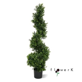 Buchsbaum Spiralform