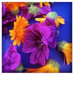 MALVEN- UND RINGELBLUMENBLÜTEN