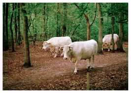 WALDSPAZIERGANG HOLLAND